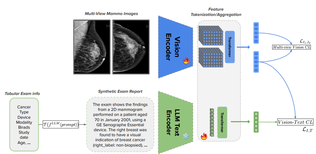 Breast Cancer VLMs: Clinically Practical Vision-Language Train-Inference Models
